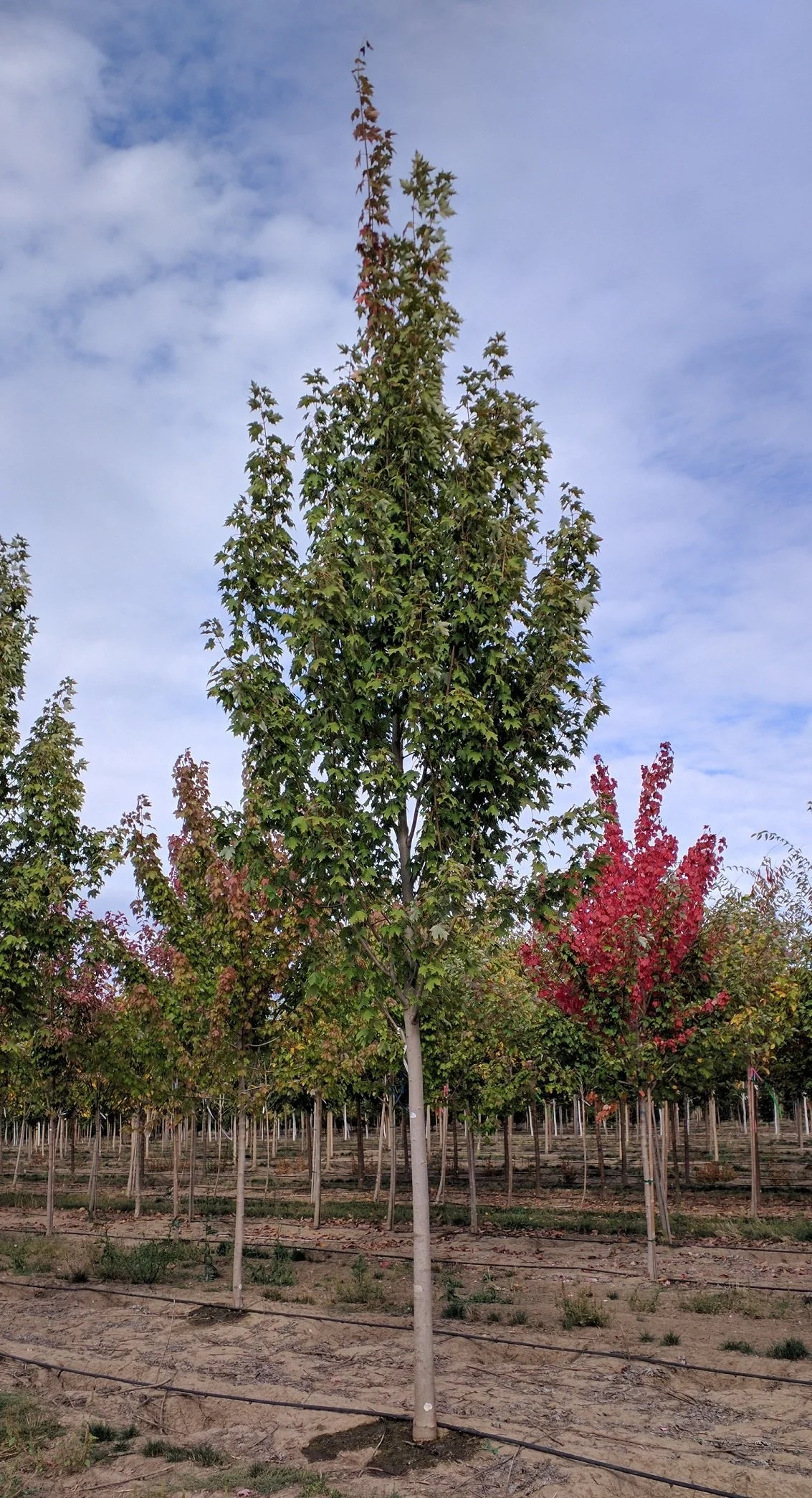 Store 2 — Northwest Shade Trees